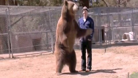 Grizzly Bear attacking a man|Don't do what he did|