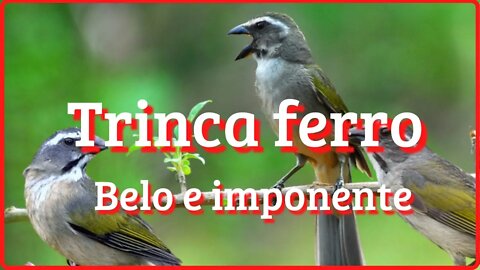 Trinca ferro - Belo e imponente