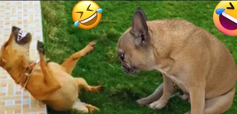 Dogs and cat funny video #entertainment