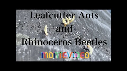 Leafcutter Ants and Rhinoceros Beetles - Montevideo