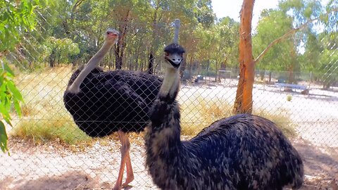 Playful Emus and Ostrich at Cohunu Koala Park in Byford Western Australia