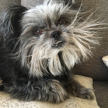 Dog upset he already ate his bone