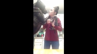 Great Dane Extremely Jealous Of New Puppy