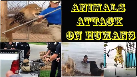 Animals vs Humans | Animals Attack | Humans | Funny Animals | ANIMALS VS HUMANS COMPILATION!!!