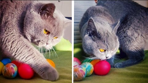 Goofy cats playing with Easter's dyed eggs