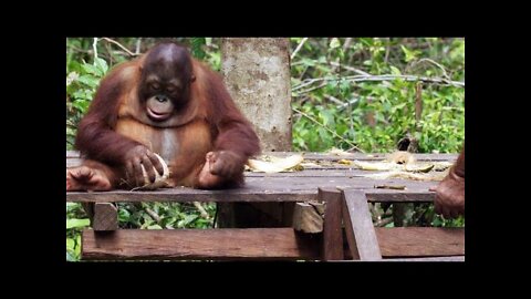 Baby Orangutan learns How to crack Coconut