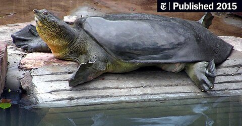 Cleaning And Cooking Softshell Turtles - Amazing Recipe