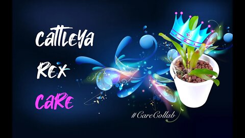 Cattleya rex SEEDLING CARE | SELF - WATERING | Leca | PEST Prevention #CareCollab