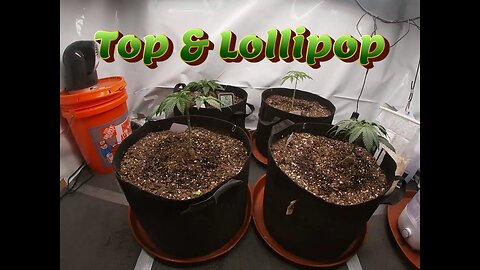 Week 5 Photoperiod Grow (Top & Lollipop)