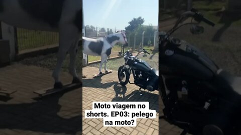 Moto Viagem no shorts.Ep 03: pelego de ovelha na moto