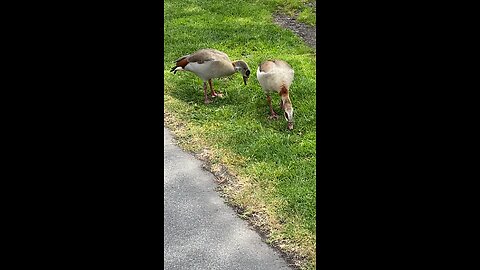 Egyptian Gooses Outside Eating #follow #followme #goose