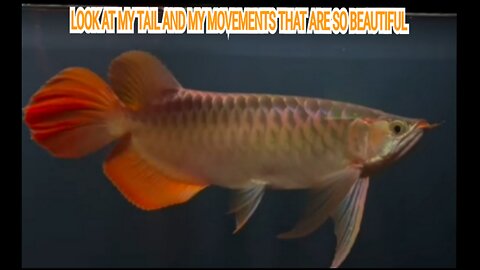 ORIGINAL SUPER RED AROWANA WEST KALIMANTAN INDONESIA