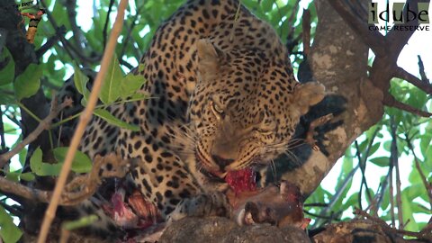 Two Leopards In A Tree With An Impala Meal