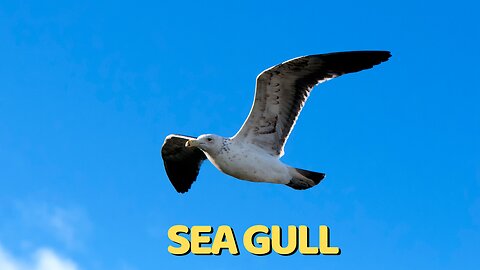 Soaring with Seagulls: Graceful Guardians of the Sky