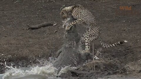 Crocodile attacked Cheetah and makes him his dinner II Crocodile took cheetah underwater to eat.