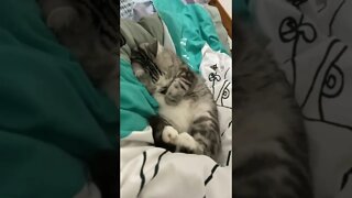 FUNNY CUTE KITTEN - Tiktok Compiled #Shorts