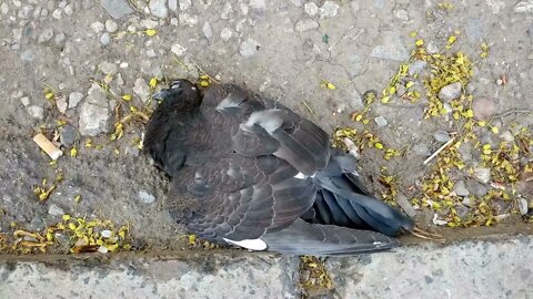 Dead pigeon on the ground