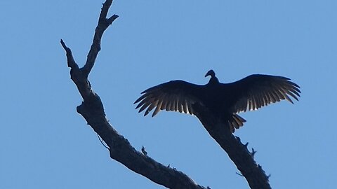 THE BUZZARD ROOST