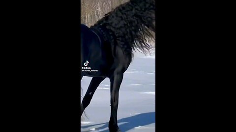 Black Horse Black Beauty