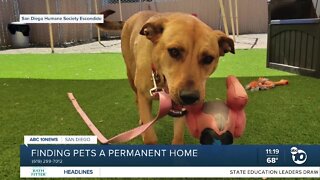 Pet of the Week: Anya