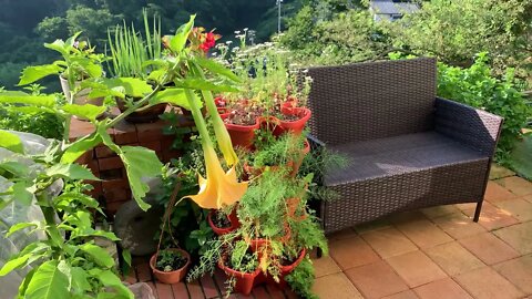 The Cucumbers are Growing Fast. Will the Glitter of a Dangling Disco Ball Keep Critters Away?