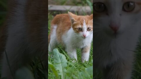 cat playing in garden