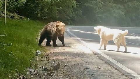 Rare Animal Battles ◈ Filmed on Camera. ◈ 👍