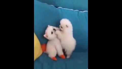 Two Cute Puppies Loving Each others and much more