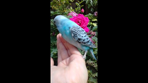 Budgie in The Garden