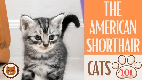 🐱 Cats 101 🐱 AMERICAN SHORTHAIR - Top Cat Facts about the AMERICAN SHORT