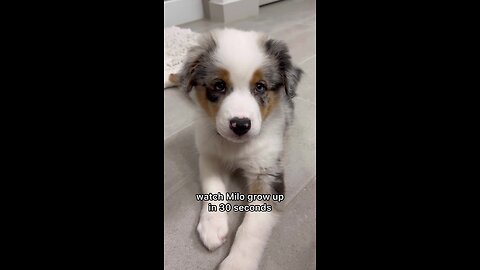 Watch Australian Shepherd Grow Up