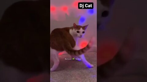 DJ वाली बिल्ली🤣 DJ cat