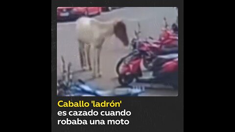 Un caballo ‘roba’ una moto y se hace viral en la Red