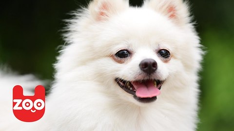 Dog Adopts Monkey