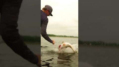 Wyatt Frankens catches 8 POUNDER on the 6th Sense Ridge Worm (INSANE DAY)