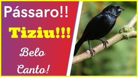 Magnífico Canto!! Pássaro Tiziu