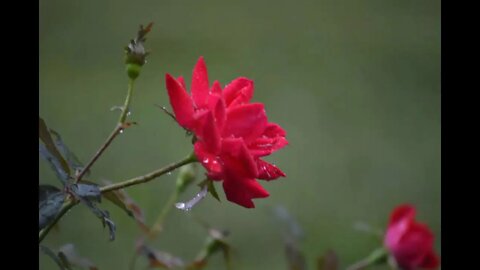 A Walk though the garden after the rain