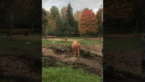 Fall colors and cows