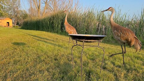 Curious Cat Gets Too Close To Cranes, Is Promptly Chased Away