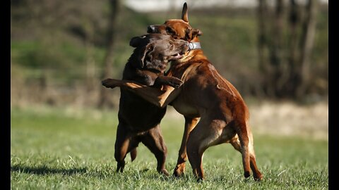 German Shepherd Attacks Pitbull