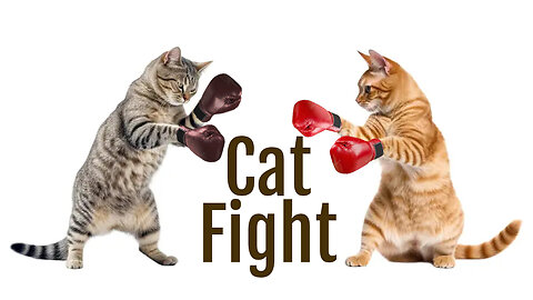 Cat fighting