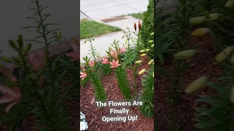 Some of the Lillie are open....Beautiful Flowers| Small Family Adventures