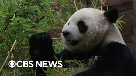 Pandas and puppy love | The Uplift