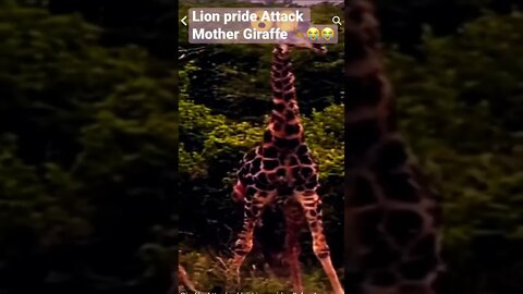 Lion pride Attack Mother Giraffe 🦒😭😭