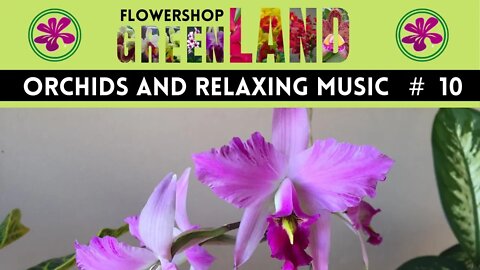 FRONZEN IN LOVE MUSIC | 100 ORCHIDS TO THE SOUND OF RELAXING MUSIC | # 10