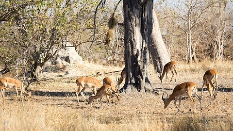 Leopard Attack: Leopard Jumps From Tall Tree To Ambush Impala