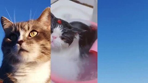 Funny Animals world. Funny cats video 😅 compilation🤣😁