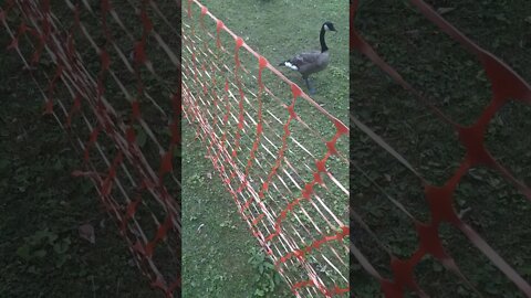 Feeding birds in Roslyn, Long Island. 🐦