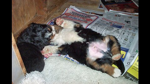 Bernese Mountain Dog Puppies Swimming the First Time