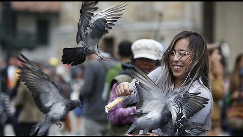 You Have a Better Chance of Teaching a Pigeon to Speak French Than Changing the Mind of a Diehard